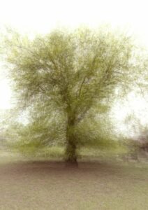 Exposition de photos « Onirique »